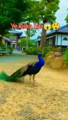 Surah_Ikhlas_Urdu_#islamicvideo_#vairal__Foll_By_Sheikh_Yasir_with_the_Event_full_By(360p)