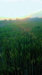 Ghar main izat ni hai