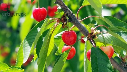 Malatya'da kiraz üreticisinin su isyanı: 'Daha can suyu veremedik'