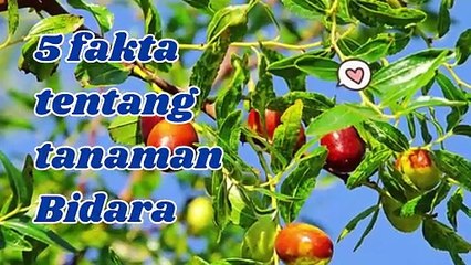 5 Fakta dan Manfaat Daun Bidara untuk Kesehatan Tubuh warisan dari negeri Tiongkok
