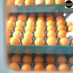 See how this machine removes chicken from eggs in seconds. Poultry Farm Technology Machine