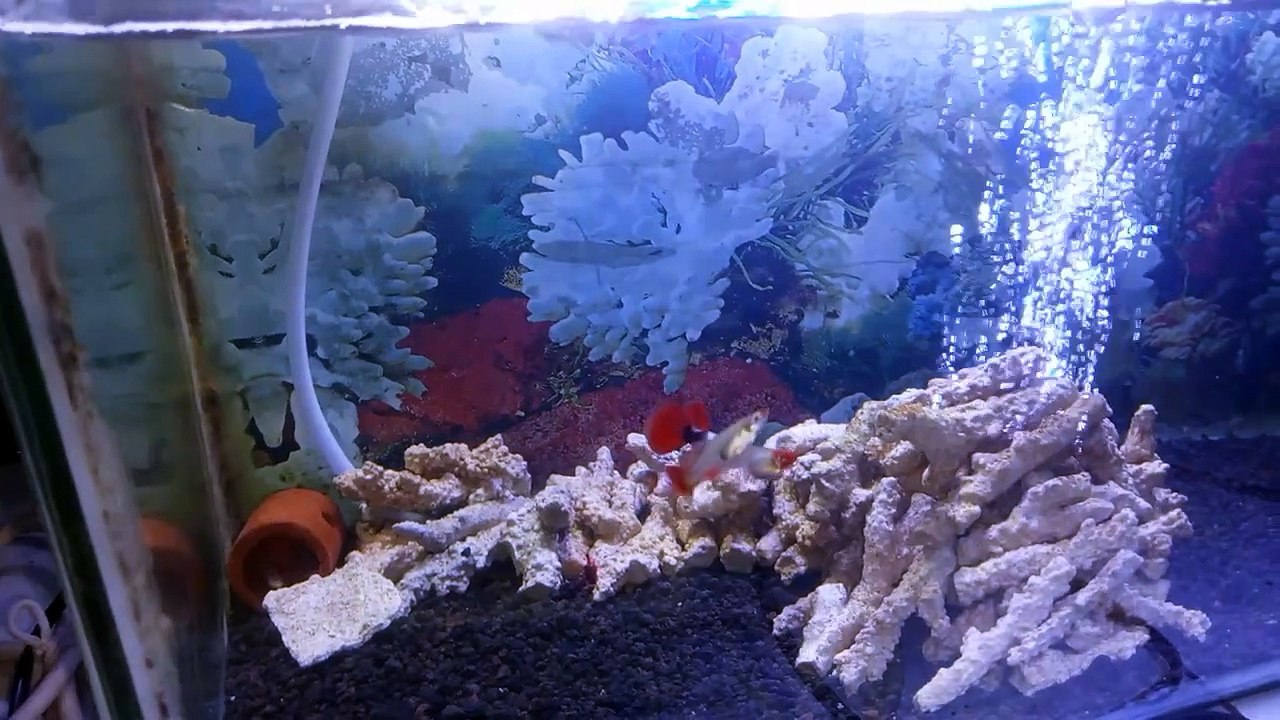Ikan