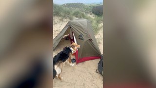 Man and Dog Embark on 11,023-Mile Journey Around UK Coastline