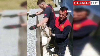 Yalova'da binanın bodrum katına giren tilkiyi itfaiye ekipleri çıkarttı