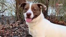 Video. Coppia decide di adottare il cane che è da più tempo nel rifugio: la felicità è immediata!