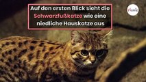 Die Schwarzfußkatze ist die gefährlichste Katze der Welt