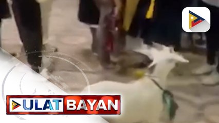 Buhay na kambing, graduation gift para sa isang cum laude graduate sa Midsayap, Cotabato