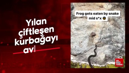 Yılan çiftleşen kurbağayı avladı