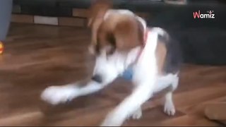 Quand ce chien sauvé de laboratoire découvre un jouet pour la première fois, sa réaction veut tout dire (vidéo)