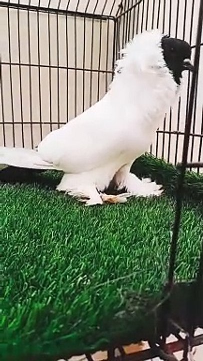 Moor head bareedr male _fancy_pigeon_breeds _moor_head_pigeons _kbootar _viral _shorts _trending(720P_HD)