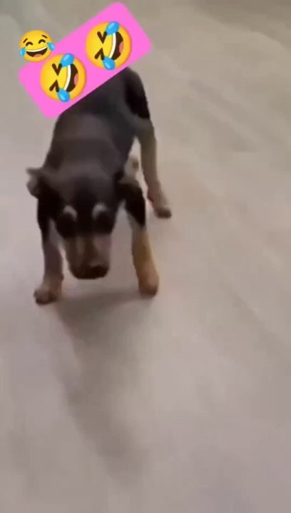 Funny video