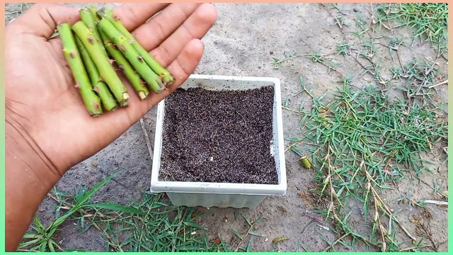 Easy way to grow rose from cutting, How to grow rose plant from cutting with English subtitles