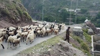 Bakarwal season to the mountain of Kashmir valley