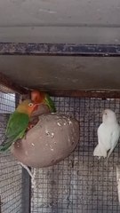 Beautiful Lovebirds Family with Chicks.