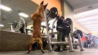 Funny moment dog mimics owner in the gym and performs squats