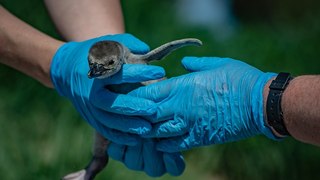Chester Zoo welcomes arrival of rare penguin chicks