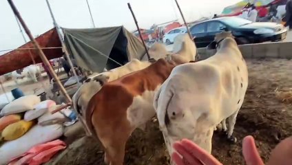 Cattle Mandi Northern Bypass Karachi Mandi 2024