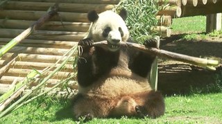 Madrid Zoo Facilitates Panda Match-Making Breeding and Reproduction Initiative