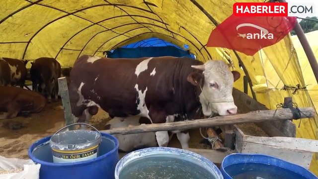 Kurbanlık Fiyatlarına Gelen Zamlar, Tüik'in ve Enag'ın Yıllık Enflasyonunu Geçti: Büyükbaş Fiyatları Yüzde 238, Küçükbaş Fiyatları Yüzde 300 Arttı