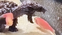 Patient Snapping turtle