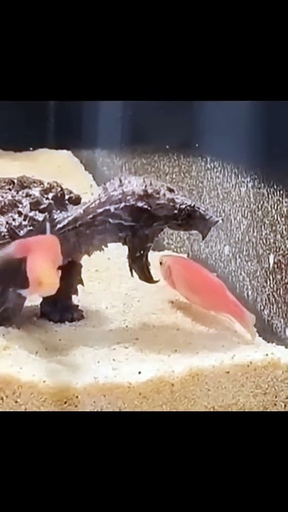 Patient Snapping turtle