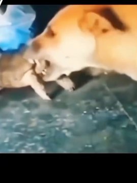 The dog became angry with turtle naughty behavior