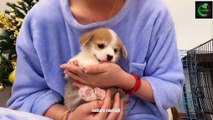 Adorable Baby Dog Playing, Drinking Milk & Funny Tricks | Cute Animal Videos kids dog