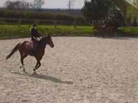 kamélia du verger et moi