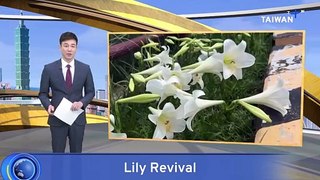 Taiwan's Miaoli County Works To Restore Seaside Flower Fields