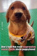 Yes... This is in fact the sweetest thing you will ever see 