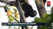 Se registran 32 monos saraguatos muertos en Chiapas, Veracruz y Tabasco