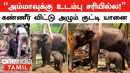 "அம்மாவுக்கு உடம்பு சரியில்ல!"...தாய் யானையைப் பார்த்து கண்ணீர் விடும் குட்டி யானை  | Oneindia Tamil