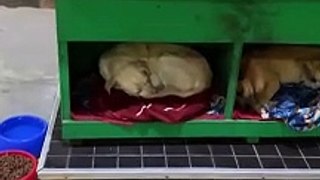 Posto de combustíveis de SC viraliza por criar ‘hotel’ para cachorros de rua