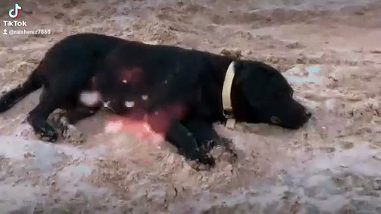 Labray dog