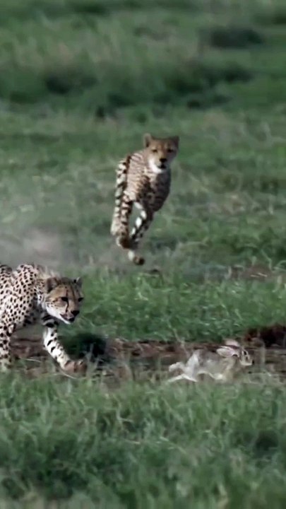 Cheetah