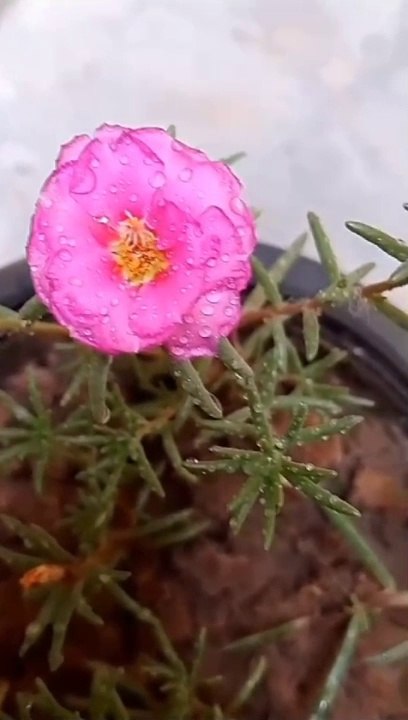 Beautiful Flower