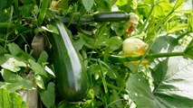 9 Zucchini Companion Plants That Help Keep the Pests and Weeds Away