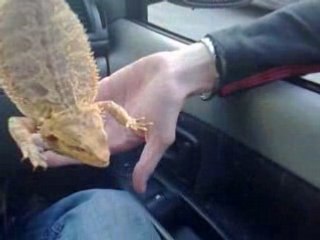 Les Petite Kaïras De La Carnot