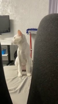 魅力的な猫のビデオ、ペットの面白いクリップ。