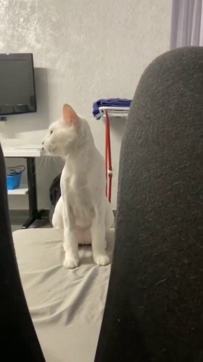 魅力的な猫のビデオ、ペットの面白いクリップ。