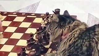 Cat Knocks Over Chess Pieces While Trying to Imitate Pet Parent's Brother's Game