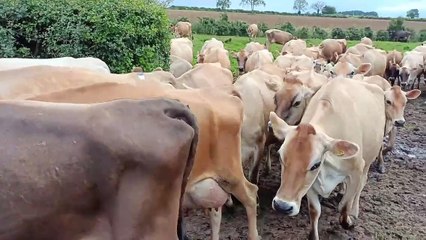 Farm visit