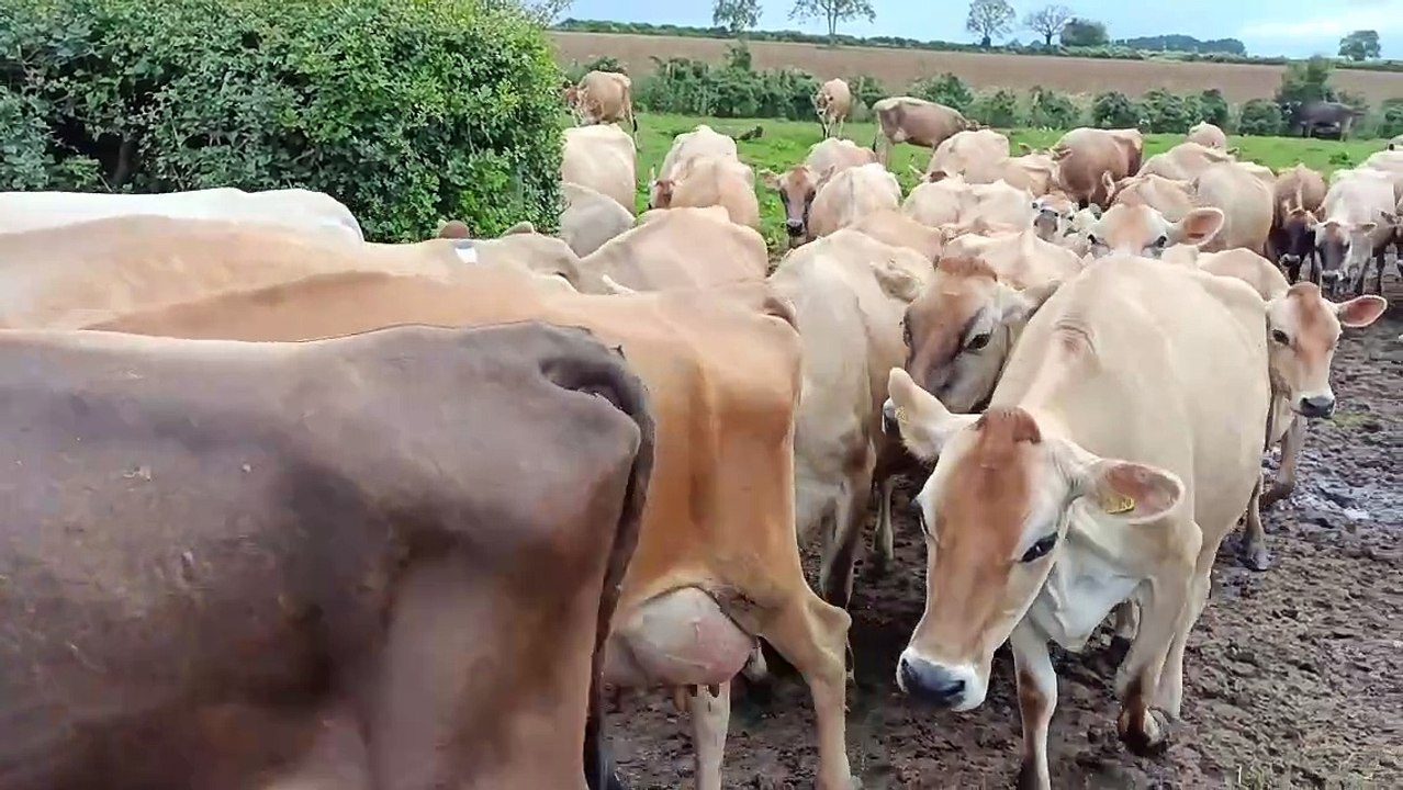 Farm visit