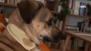 Le chaton a un geste inattendu envers le chien : 1,6M de personnes hésitent en rires et larmes (vidéo)