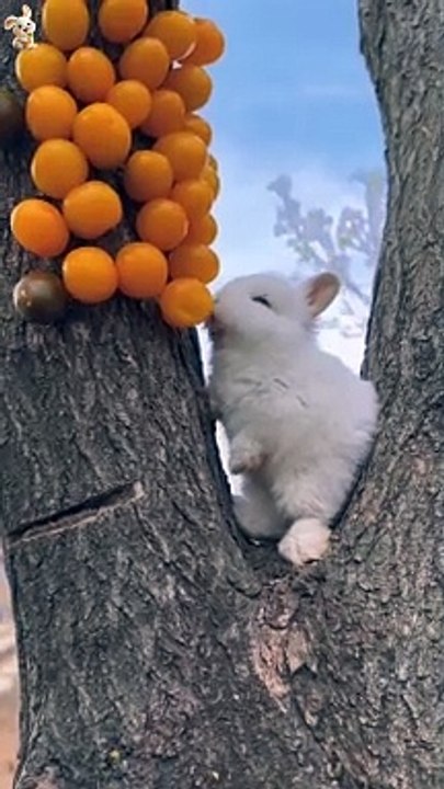 Short rabbit video