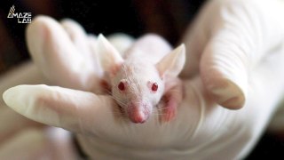 Hallucinations in Mice Are Being Used To Study the Nature of Psychotic Disorders