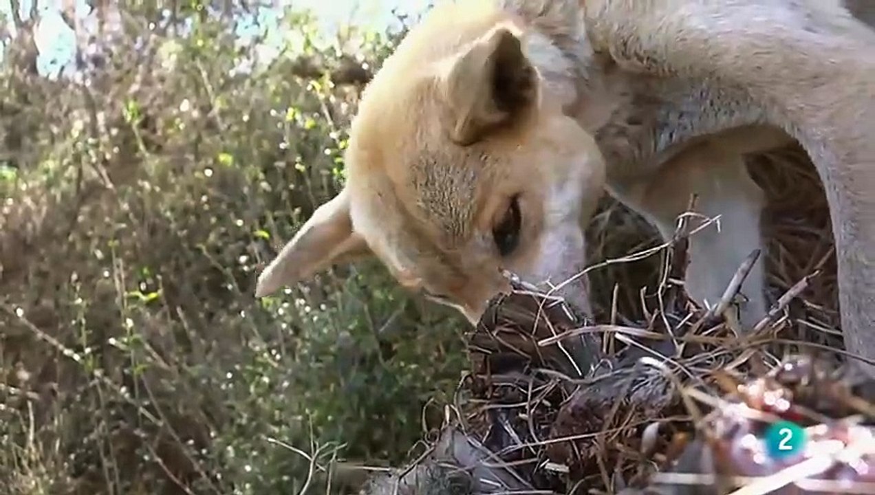 La Vida Secreta del Demonio de Tasmania: Un Demonio en la Tierra