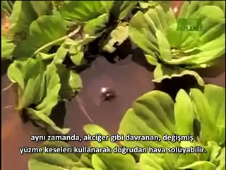 Evrime kanıt, Akciğer Balığı ilkel akciğerlere sahip bir balık türü