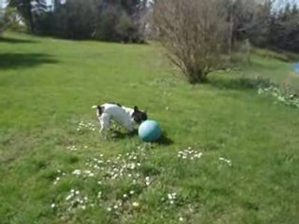 Bouledogue ballon