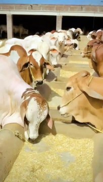 Eid Mubarak gifts for all